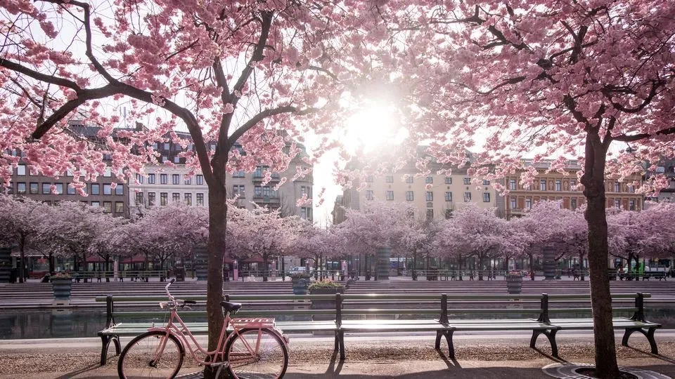 Spring Blossom Park